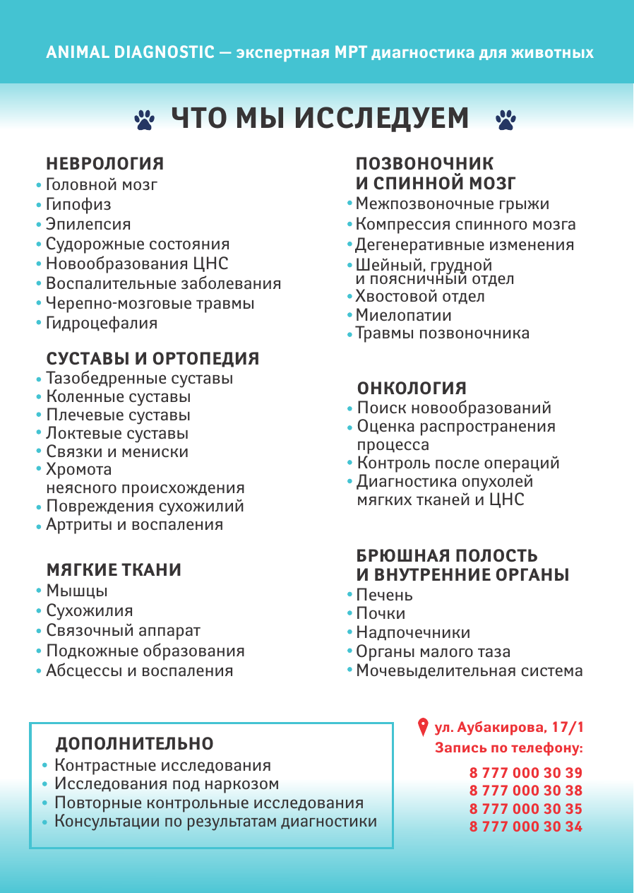 Услуги и цены MRI Animal — диагностика для питомцев